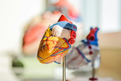 selective focus photography of heart organ illustration