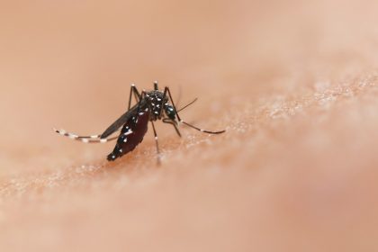 a close up of a mosquito on a human's skin