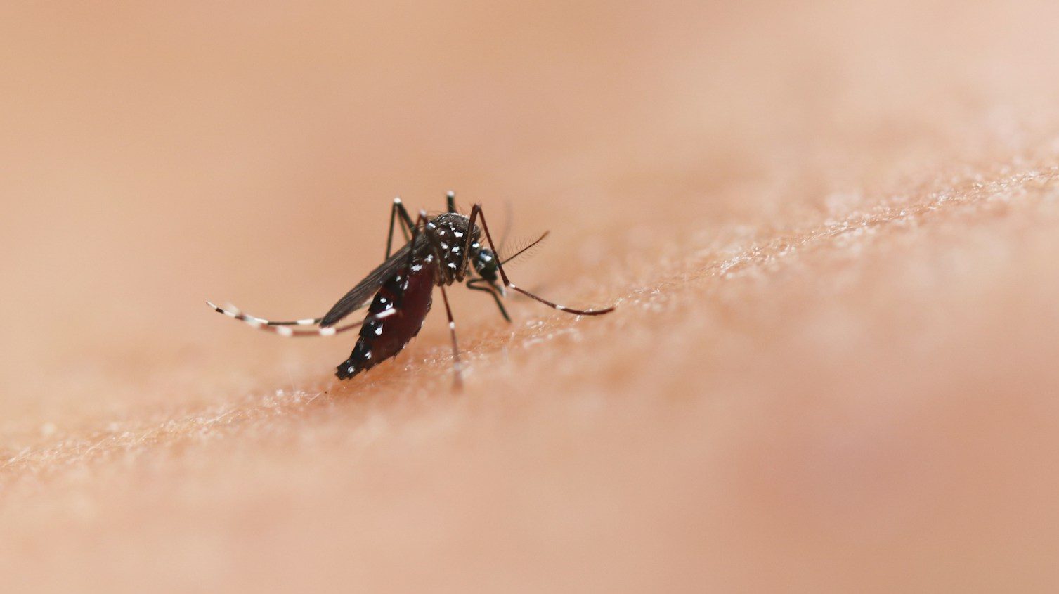 a close up of a mosquito on a human's skin
