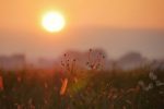 the sun is setting over a field of wildflowers