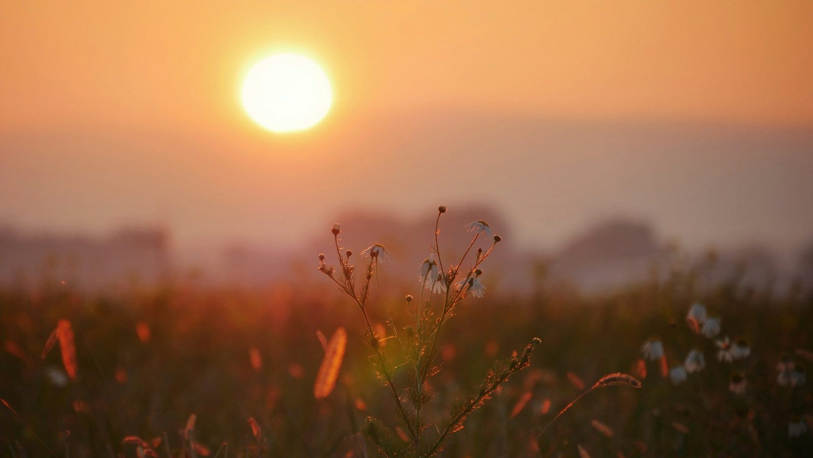 the sun is setting over a field of wildflowers